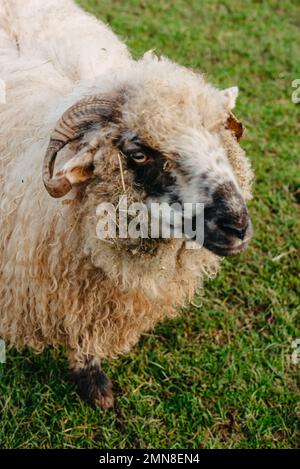 Nahaufnahme der Schafe und Ramen auf den Feldern. Porträt eines Ramms, pelzige Turn mit gebogenen großen Hörnern. Bergschafe, Ziegen aus nächster Nähe. Dickhorn Stockfoto