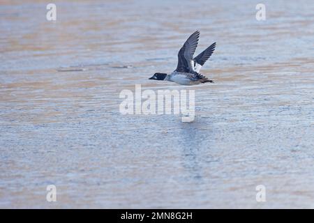 Common Goldeneye (Bucephala clangula) FlyingWhitlingham CP Norfolk UK GB Januar 2023 Stockfoto