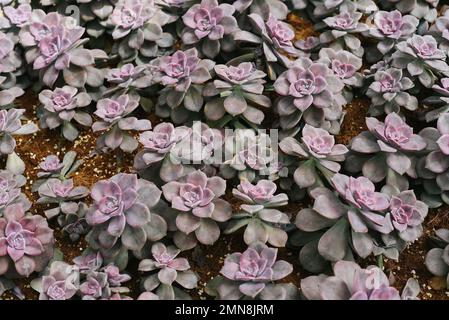 Graptopetalum paraguayense Sukulente Pflanze mit gemeinsamen Namen Perlmutt-Pflanze und Geisterpflanze Stockfoto