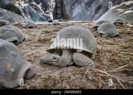 Aldabra Riesenschildkröte (Aldabrachelys gigantea) auf L'Union Estate, La Digue, Seychellen Stockfoto