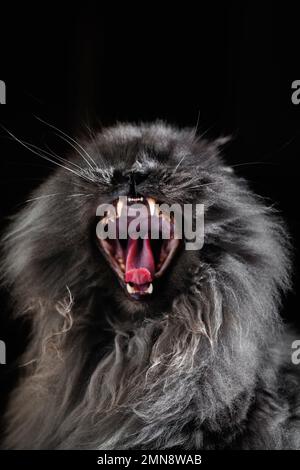 Graue persische Katze, gähnt mit offenem Mund und zeigt Zähne. Stockfoto