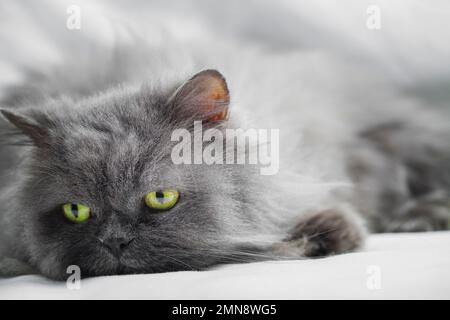 Nahauge einer grauen persischen Katzenrasse Stockfoto