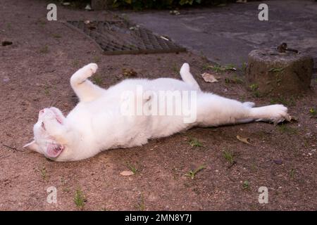 Weiße Katze liegt draußen im Garten Stockfoto