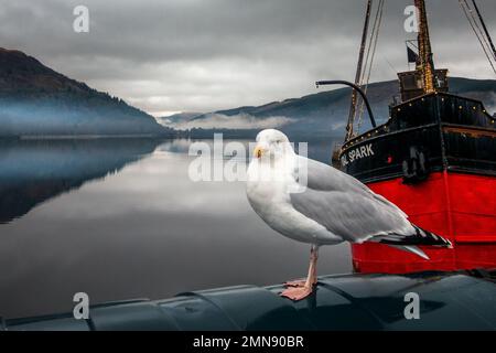 Heringsmull (Larus argentatus) steht vor dem roten Dampfschiff Vital Spark mit Blick auf Loch Fyne in Inveraray, Argyll, Schottland. Stockfoto