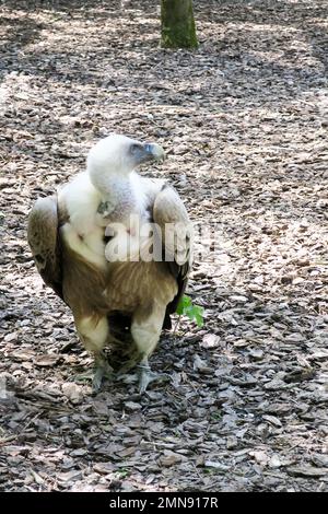 adler auf dem Boden im Wald Stockfoto