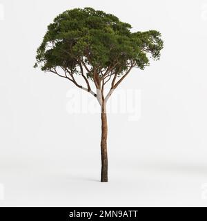 3D Darstellung eines pinus-Meeres-Baumes, isoliert auf weißem Hintergrund Stockfoto