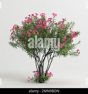 3D Darstellung eines nerium-Oleander-Baumes, isoliert auf weißem Hintergrund Stockfoto