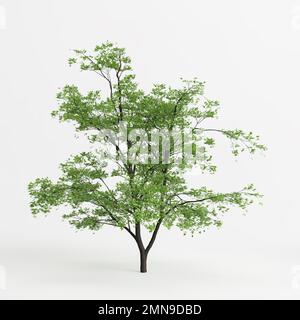 3D Darstellung von acer mandschuricum isoliert auf weißem Hintergrund Stockfoto