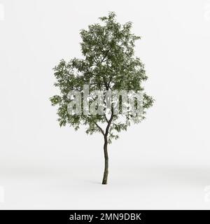 3D Darstellung einer auf weißem Hintergrund verteilten Rotbinia pseudoacacia Stockfoto