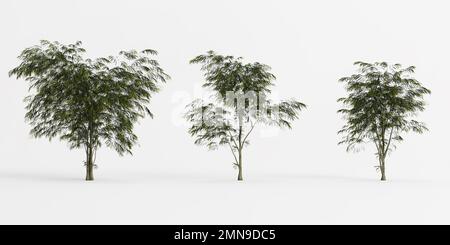 3D Darstellung des auf weißem Hintergrund isolierten Stammbaums der Agonis flexuosa Stockfoto