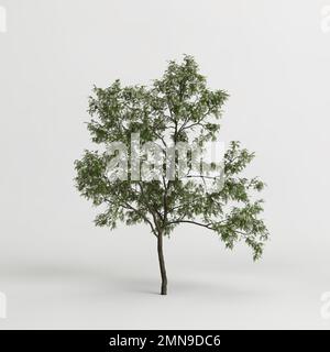 3D Darstellung einer auf weißem Hintergrund verteilten Rotbinia pseudoacacia Stockfoto
