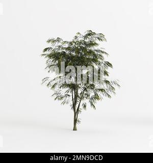 3D Darstellung des Agonis-flexuosa-Baumes, isoliert auf weißem Hintergrund Stockfoto