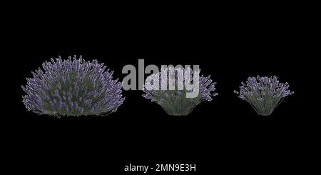 3D Abbildung einer lavandelblume, isoliert auf schwarzem Hintergrund Stockfoto