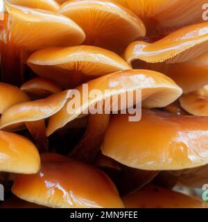 Atemberaubende Gruppe von essbaren Samtschaftpilzen Flammulina velutipes, die auf totem Holz eines Baumstumpfs wachsen, mit Blick auf die Spitze der schleimigen orangefarbenen Kappen. Stockfoto