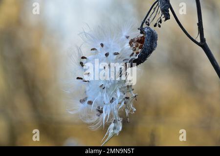 Samen aus einem Follikel, Asclepias syriaca Stockfoto