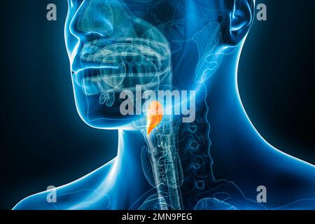 Röntgenbild der Epiglottis-3D-Darstellung mit männlichen Körperkonturen. Menschliche Anatomie, Medizin, Biologie, Wissenschaft, Gesundheitskonzepte. Stockfoto