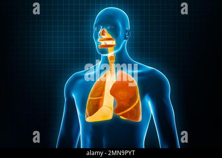 Röntgen-Anterior- oder Vorderansicht des gesamten menschlichen Atmungssystems 3D-Darstellung mit männlichen Körperkonturen. Menschliche Anatomie, Lungen, Medizin, Biologie Stockfoto