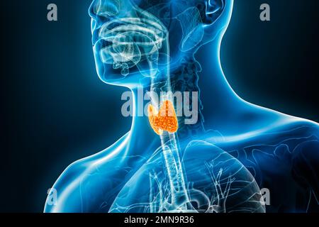 Röntgen-Schilddrüsenorgan-3D-Darstellung mit männlichen Körperkonturen. Menschliche Anatomie, Medizin, endokrines System, Biologie, Wissenschaft, Gesundheitsfürsorge-Kontra Stockfoto