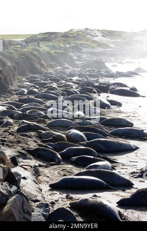 Elefantenrobben am Piedras Blancas Beach Stockfoto
