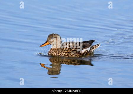 Gadwall (Mareca strepera / Anas strepera) weibliche, im See schwimmende Ente Stockfoto