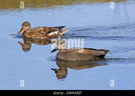 Gadwall (Mareca strepera / Anas strepera) drake / männlich in Zuchtrücken und weibliche Duftente, die im See schwimmt Stockfoto