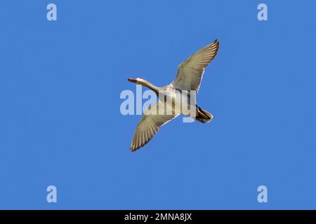 Gadwall (Mareca strepera / Anas strepera) Duftente im Flug gegen den blauen Himmel Stockfoto