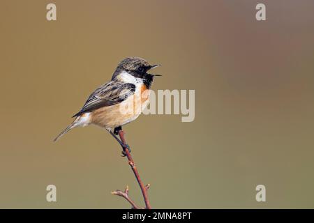 Europäisches Steinechat (Saxicola rubicola/Motacilla rubicola), männlich, im Strauch hoch oben und im Frühling gesungen Stockfoto