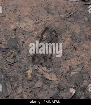 Hirschspuren im Schlamm im Wald Stockfoto