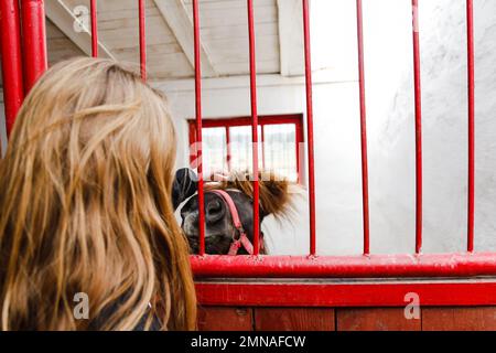 Junge Blonde, die ein braunes Pferd streichelt. Glückliches kleines Mädchen, das ein Pony durch einen roten Zaun streichelt. Reiki-Konzept. Zoobars. Unscharf Stockfoto