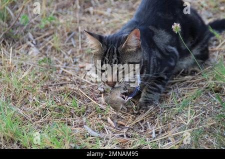 Eine Katze, die vor dem Essen mit der kleinen Maus spielt Stockfoto