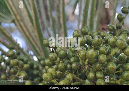 Ein extrem naher Blick auf Chamaerops humilis (Palmen) Früchte Stockfoto