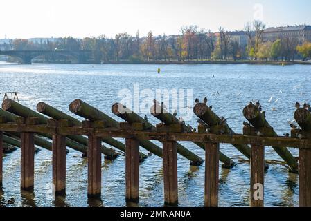 Vögel sitzen auf einer Holzstruktur im Wasser des Flusses Stockfoto