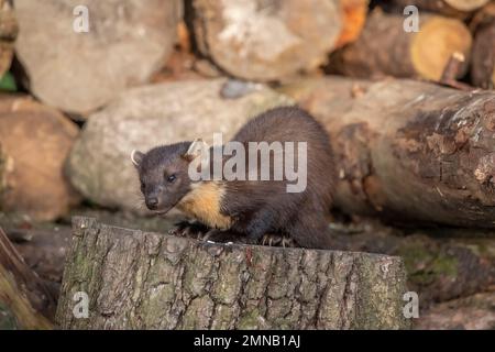 Kiefernmarder, Martes martes, auf einem Baum in Schottland im Sommer Stockfoto