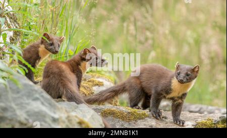 Pinienmarder, Martes martes, auf einem Felsen in Schottland im Sommer Stockfoto