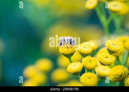 Eine Frau von Colletes daviesanus auf einem seiner Lieblingsgerichte, dem Tansy (Tanacetum vulgare), da es sich nur von asteraceae ernährt. Stockfoto