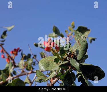 Kultivierte Pistazien reifen auf dem Baum gegen den blauen Himmel, Lesbos Insel September / Oktober 2022. Pistacia Vera, Cashew Familie Stockfoto