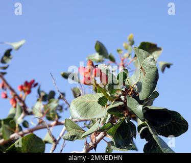 Kultivierte Pistazien reifen auf dem Baum gegen den blauen Himmel, Lesbos Insel September / Oktober 2022. Pistacia Vera, Cashew Familie Stockfoto