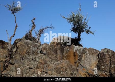 Bäume vor der Skyline, die zwischen Felsen wachsen. Lesbos Island September/Oktober 2022 Stockfoto