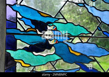 Details, die ein Paar Papageientaucher in einem Buntglasfenster in der Allerheiligen-Kirche auf der Insel Bryher auf den Inseln von Scilly Cornwall zeigen. Stockfoto