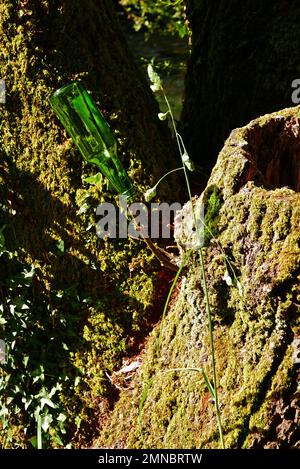 Flasche Bier in einem Baum, Promenade du Bois d'Amour, Avenida, Pont-Aven, Finistere, Bretagne, Bretagne, Frankreich, Europa Stockfoto