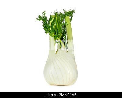 Frischer Fenchelbulbus, Foeniculum vulgare, isoliert auf weißem Hintergrund, gesundes Gemüse, Gewürz und Heilpflanze Stockfoto
