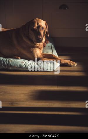 Ein ranghöchster, roter Labrador Retriever-Revolverhund, der zu Hause auf einem bequemen Bett ruht, mit warmen Sonnenlichtschächten aus einem Fenster mit Kopierbereich Stockfoto