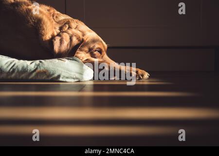 Ein fuchs-roter Labrador-Retriever-Hund, der drinnen auf einem Bett liegt und schlief, mit Schächten von warmem Sonnenlicht und Kopierraum Stockfoto