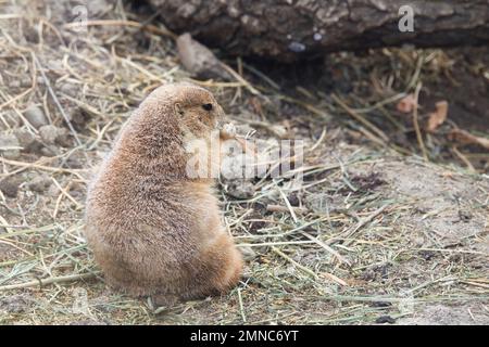 Ein braunes Murmeltier, das in einem unscharfen Naturhintergrund Stroh isst Stockfoto