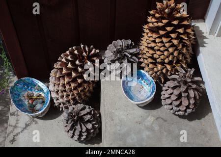 Ein Blick auf das Leben in Neuseeland: Ein paar Kiefernzapfen und Paua-Muscheln vor meiner Tür. Kostenlose und natürliche Dekoration. Stockfoto