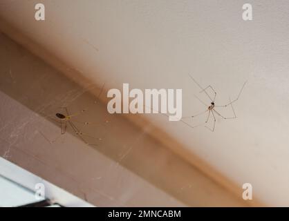 Ein Blick auf das Leben in Neuseeland: Daddy-long-legs-Spinnen (Pholcus phalangioides) schütteln die Hände! Harmlose und hilfreiche kleine Insekten. Stockfoto