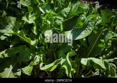 Ein Blick auf das Leben in Neuseeland: Einige der wunderbaren Kräuter und Gemüse in meinem Bio-Garten. Meerrettich (Armoracia rusticana: Cochlearia armoracia). Stockfoto