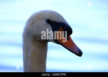 Nahaufnahme eines stummen Schwanenkopfes Stockfoto