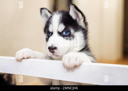 Porträt eines seltsamen kleinen sibirischen Husky Welpen. Haustiere im Haus Stockfoto