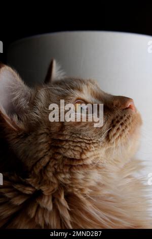 Nahaufnahme einer Ingwerkatze, Rücken und weißer Hintergrund Stockfoto
